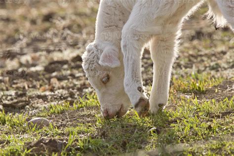 White Baby Cow Calf eating grass 6228594 Stock Photo at Vecteezy