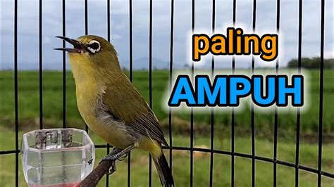 Pancingan Pleci Buka Paruh Ini Paling Ampuh Youtube