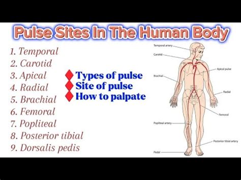 Pulse Sites In The Human Body For Medical And Nursing Students Youtube