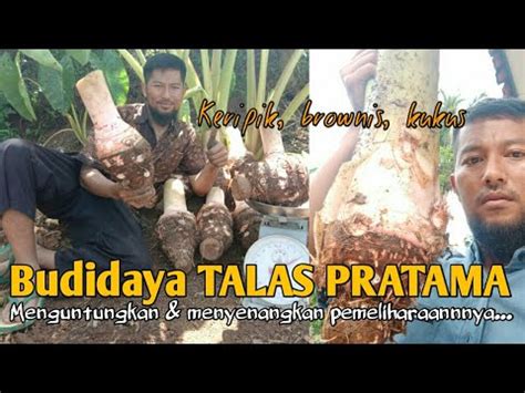 Budidaya Talas Pratama Menguntungkan Youtube