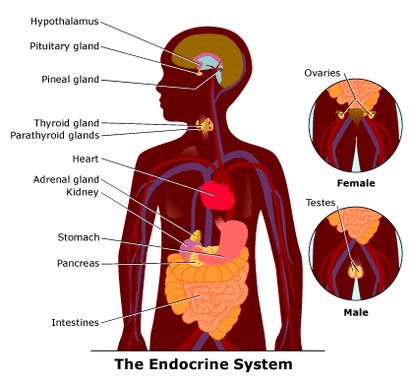 Diagrams for The System - The "Endocrine System" By: Kirsten