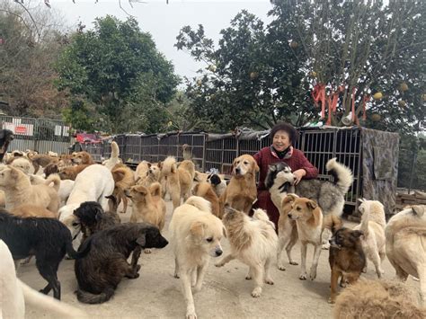 首届中国年度宠物和爱宠人物诞生：3条腿狗狗逆袭成警犬 宠物医生为5万多毛孩子治病 消费日报网