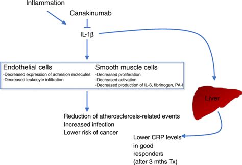 Cellular effects and clinical impact of canakinumab in treatment of ...