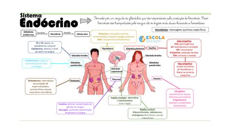 Sistema Endocrino Mapa Mental