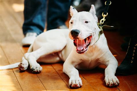 Dogo Argentino: Size, Temperament and Health