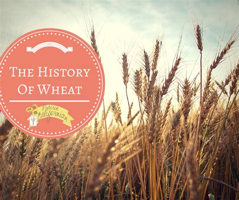 The History of Wheat