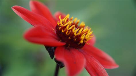 Rojo Flor Macro Foto Gratis En Pixabay Pixabay