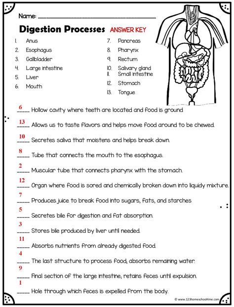 Digestion Worksheets