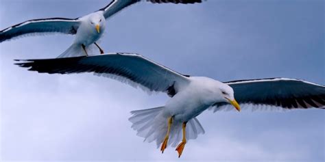 Premium Photo | Flying seagulls