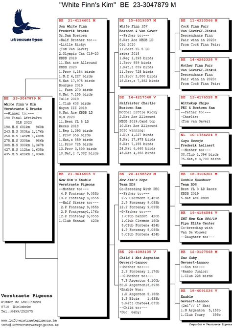 Lot Be Bred By Loft Verstraete Pigeons Sire Be