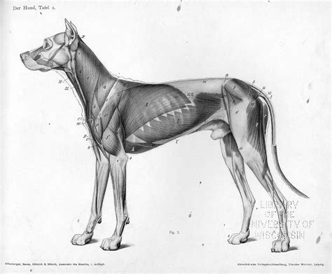 Pin By Zada Creations Patricia Knig On For Ulrik Dog Anatomy