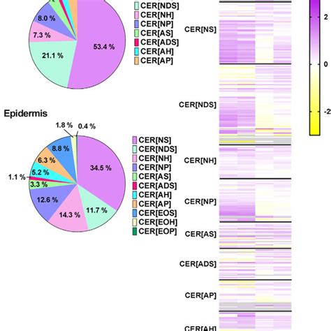 CER NS And CER NDS Ceramide Species In The Dermis And Epidermis