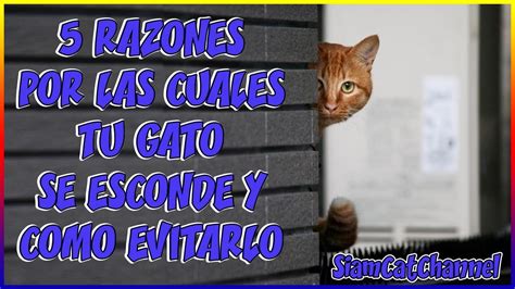 5 Razones De Por Qué Tu Gato Se Esconde Y Cómo Evitarlo