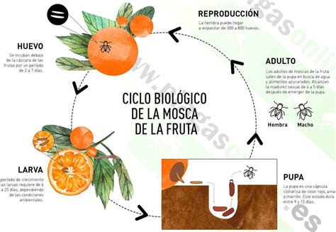 Cómo hacer que se vayan las moscas sin utilizar productos químicos