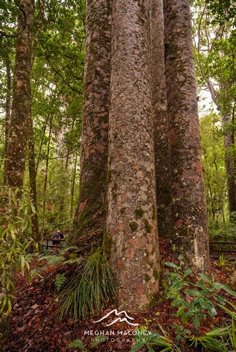 Kauri Tree Origins Blog Post By Below The Kōwhai