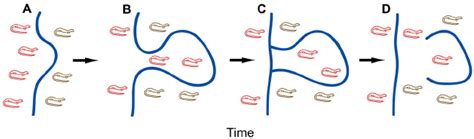 How meander loop cutoff can facilitate gene flow across a riverine... | Download Scientific Diagram