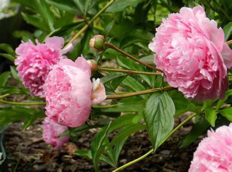Пионы: botaniqu_garden — LiveJournal