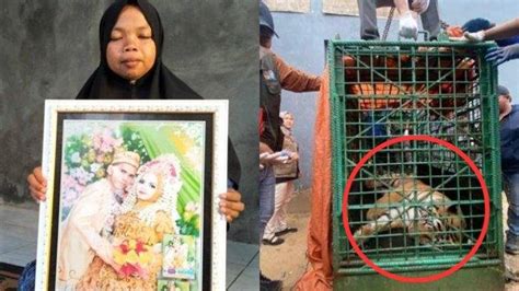 Inilah Besaran Gaji Suprianda Pria Yang Tewas Diterkam Harimau Milik