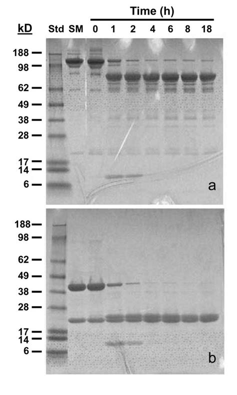 Sds Page Analysis Of Peptic Digest Of Panitumumab Igg Panitumumab Was