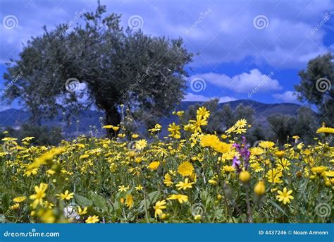 Flores Selvagens No Bosque Verde Oliva Foto De Stock Imagem De Prado