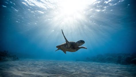 Aree Protette Marine In Italia Quali Sono E Dove Si Trovano Cocobuk Blog