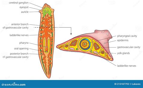 Planaria Anatomy Cartoon Vector | CartoonDealer.com #213187793