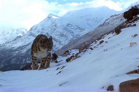 Rare Endangered Snow Leopard In Manang The Himalayan Times Nepals