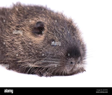 Baby Nutria Isolated On White Background One Brown Coypu Myocastor