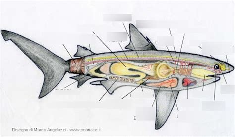 Shark Diagram | Quizlet