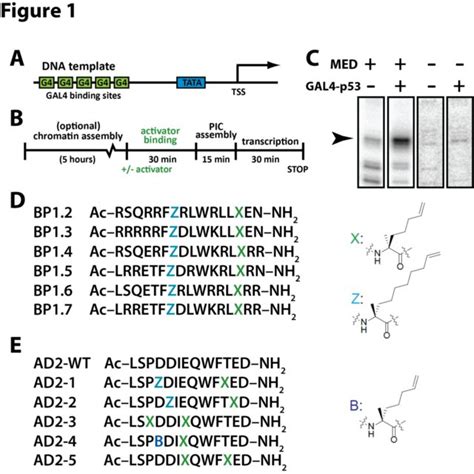 Bivalent Peptide Blocks P53 Response In Nutlin Treated Hct116 Cells