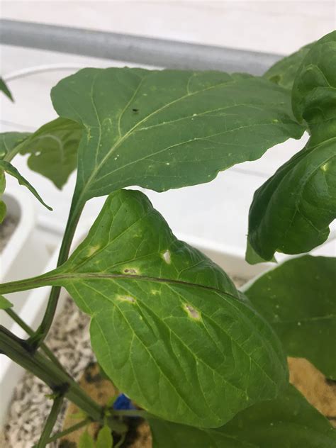 Pepper, bell | Holes in leaves