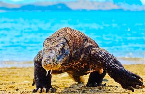 Komodo Dragon Facts