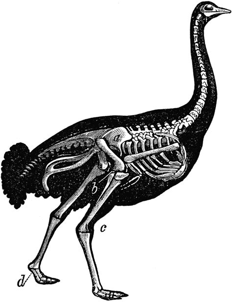 Skeleton of Ostrich | ClipArt ETC