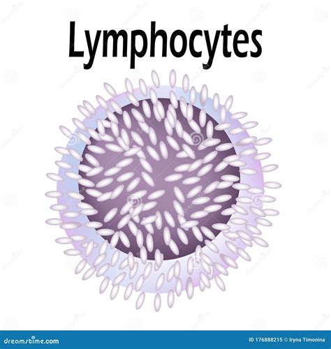 NK Lymphocytes Structure. The Functions Of NK Lymphocytes. Immunity Helper Cells. Infographics ...