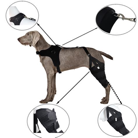 Best Dog Brace for Torn ACL | LOVEPLUSPET