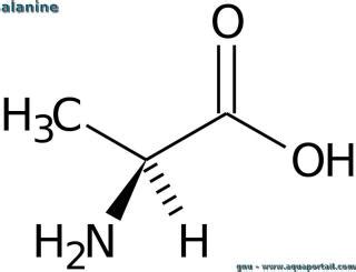 Phénylalanine définition et explications