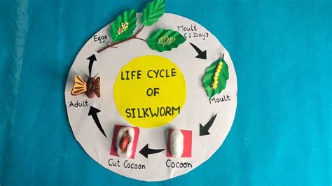 Life Cycle Of Silkwormsilkworm Life Cycle Projectlife Cycle Of Silkworm 3d