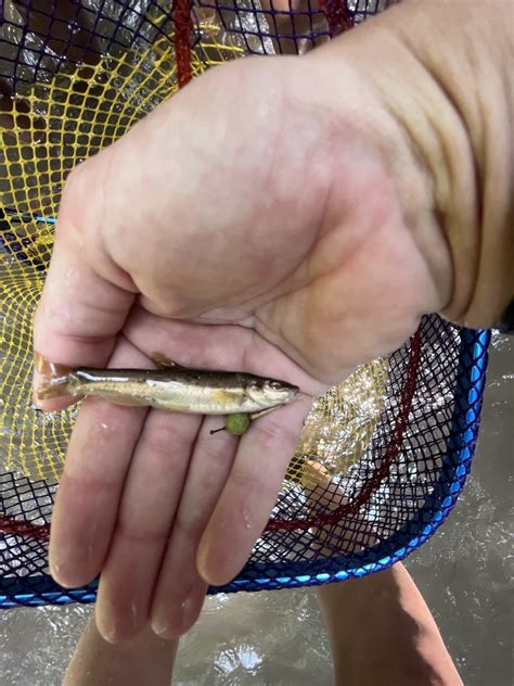 Western Blacknose Dace From Severson Dells Forest Preserve Rockford