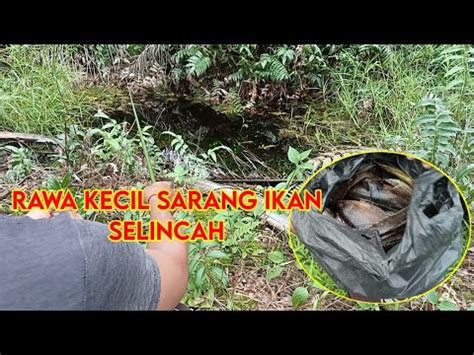 Gacor Mancing Ikan Selincah Di Spot Kecil Gini Hasil Nya Memuaskan