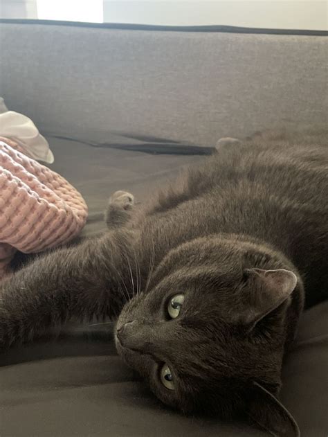 A Gray Cat Laying On Top Of A Bed Next To A Pink Blanket And Pillows