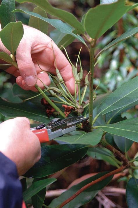 How To Prune Rhododendrons Rhododendron Prune Rhododendron Care