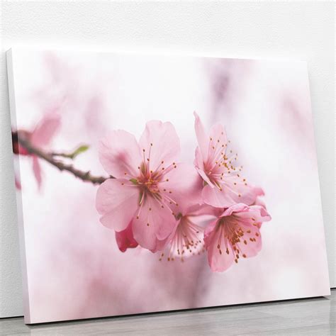 Quadro Flores De Cerejeira Rosa Sakura Foto Canvas X Cm Elo