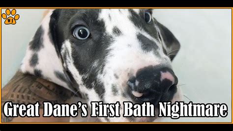 My Great Danes First Bath Dogs React Youtube