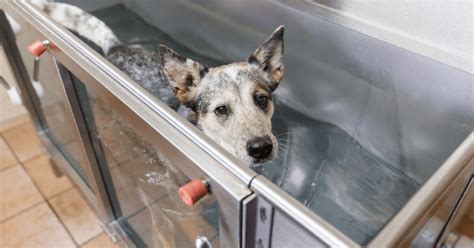 Hydrotherapy for Dogs: How Does It Work?