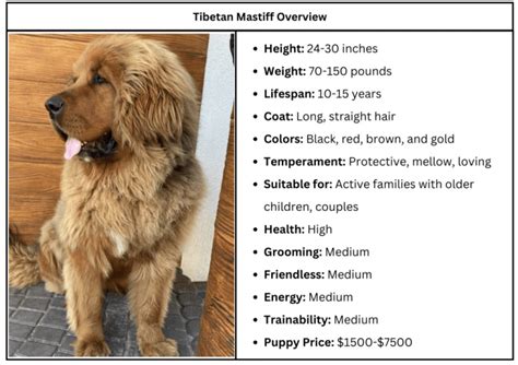 Tibetan Mastiff Price and Lifetime Expenses