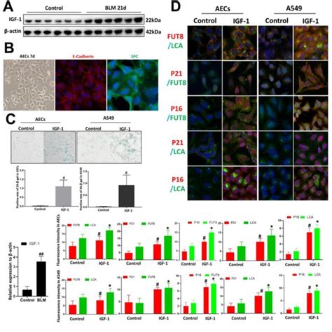 Core Fucosylation Was Increased During The Igf Induced Aec Senescence