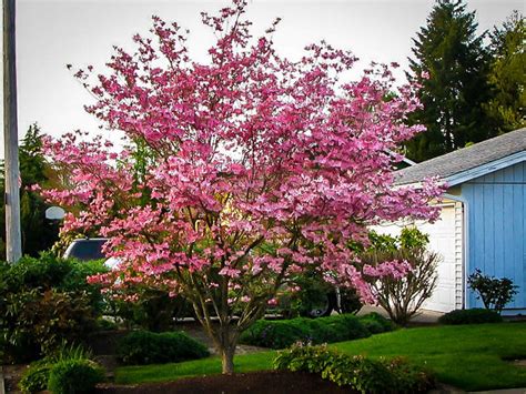 Stellar Pink Dogwood Trees For Sale Online | The Tree Center