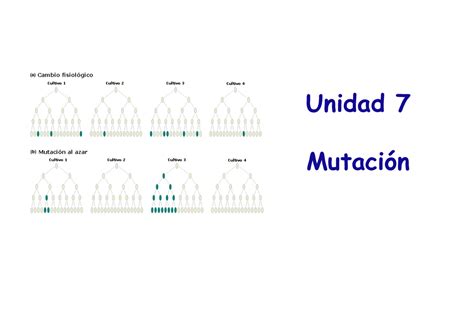 U7 Mutación Resumen Genética Unidad 7 Mutación Concepto de mutación