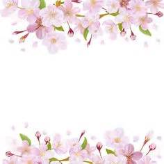 Collection of Camia Flower PNG. | PlusPNG