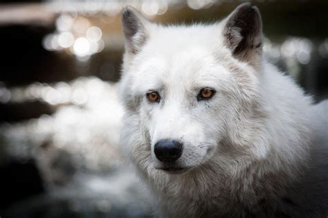 Arctic Wolf Wallpapers Wallpaper Cave